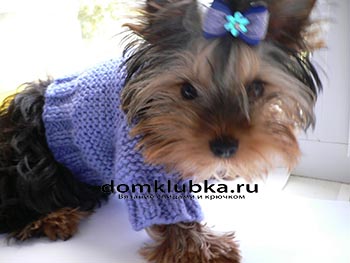 Модная фиолетовая кофта для собачки